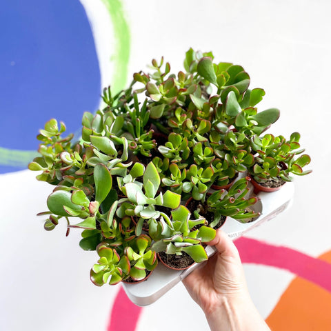 Mini Crassula Succulent Lucky Dip - Sprouts of Bristol