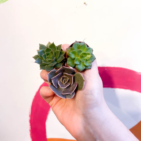 Mini Echeveria Succulent Lucky Dip - Sprouts of Bristol