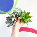 Mini Echeveria Succulent Lucky Dip - Sprouts of Bristol