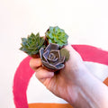 Mini Echeveria Succulent Lucky Dip - Sprouts of Bristol