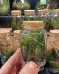 Mini Flask - Bioactive Terrarium - Sprouts of Bristol