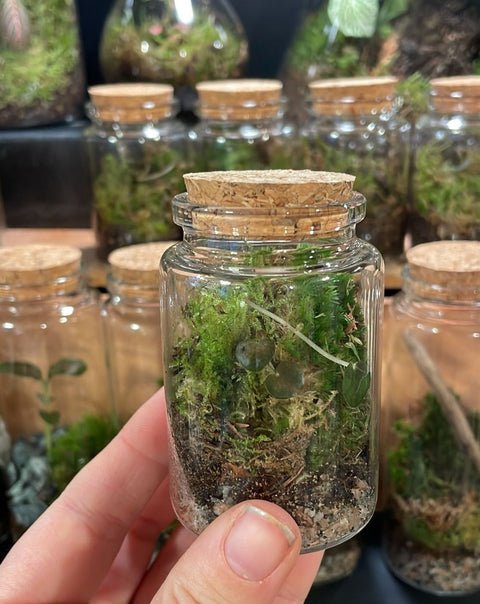 Mini Flask - Bioactive Terrarium - Sprouts of Bristol