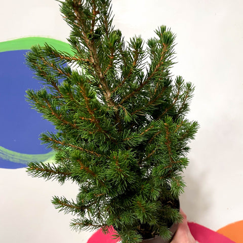 Mini Potted Christmas Tree - White Spruce - Picea glauca - Sprouts of Bristol