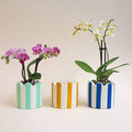 Mint Green Stripy Scalloped Pot - Sprouts of Bristol