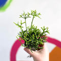 Mistletoe Cactus - Rhipsalis cereuscula - Sprouts of Bristol