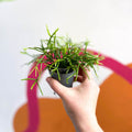 Mistletoe Cactus - Rhipsalis clavata - Sprouts of Bristol