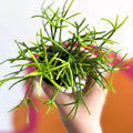Mistletoe Cactus - Rhipsalis clavata - Sprouts of Bristol
