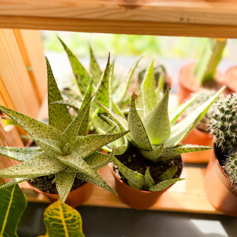 Mixed Aloe - Sprouts of Bristol