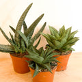 Mixed Aloe - Sprouts of Bristol