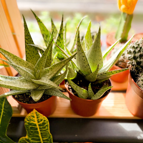 Mixed Aloe - Sprouts of Bristol