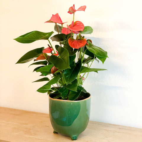 Mixed Flamingo Flower - Anthurium - Sprouts of Bristol