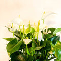 Mixed Flamingo Flower - Anthurium - Sprouts of Bristol