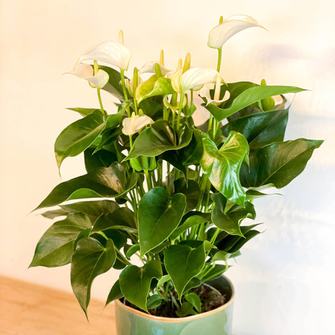 Mixed Flamingo Flower - Anthurium - Sprouts of Bristol