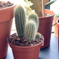 Mixed Large Cacti - Sprouts of Bristol