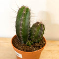 Mixed Large Cacti - Sprouts of Bristol