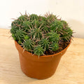 Mixed Large Cacti - Sprouts of Bristol