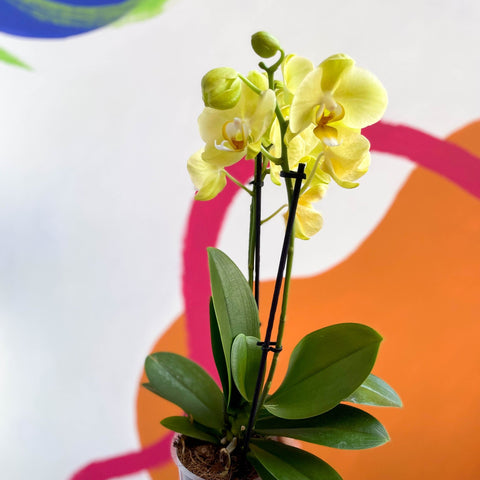 Mixed Moth Orchid - Phalaenopsis - Sprouts of Bristol