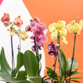 Mixed Moth Orchid - Phalaenopsis - Sprouts of Bristol