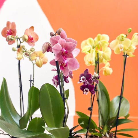 Mixed Moth Orchid - Phalaenopsis - Sprouts of Bristol