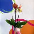Mixed Moth Orchid - Phalaenopsis - Sprouts of Bristol