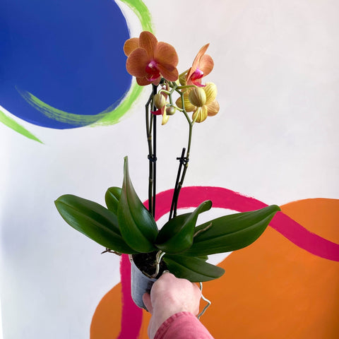 Mixed Moth Orchid - Phalaenopsis - Sprouts of Bristol