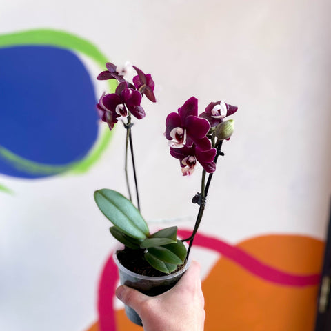 Mixed Moth Orchid - Phalaenopsis - Sprouts of Bristol