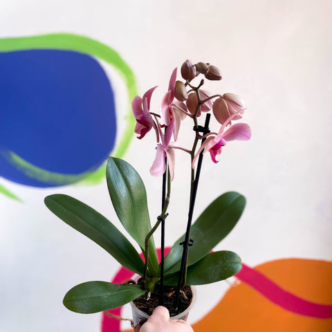 Mixed Moth Orchid - Phalaenopsis - Sprouts of Bristol
