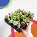 Mixed Succulents - Sprouts of Bristol