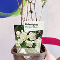 Mock Orange - Philadelphus 'Bouquet Blanc' - Deciduous Shrub - Sprouts of Bristol
