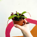Monkey Jars - Nepenthes lowii x ventricosa - Sprouts of Bristol