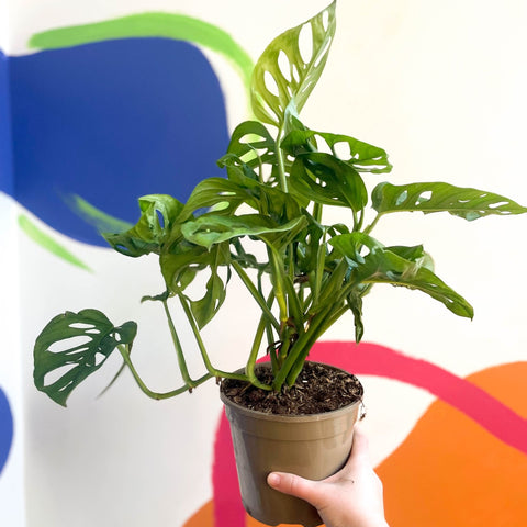 Monkey Mask - Monstera adansonii - British Grown - Sprouts of Bristol