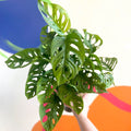 Monkey Mask - Monstera adansonii - British Grown - Sprouts of Bristol