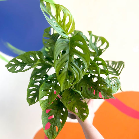 Monkey Mask - Monstera adansonii - British Grown - Sprouts of Bristol