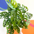 Monkey Mask - Monstera adansonii - British Grown - Sprouts of Bristol