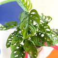 Monkey Mask - Monstera adansonii - British Grown - Sprouts of Bristol