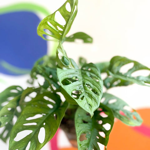 Monkey Mask - Monstera adansonii - British Grown - Sprouts of Bristol