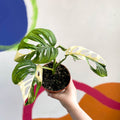 Monstera adansonii variegata - Sprouts of Bristol