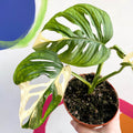 Monstera adansonii variegata - Sprouts of Bristol