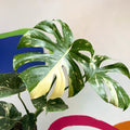 Monstera deliciosa 'Thai Constellation' - British Grown - Sprouts of Bristol