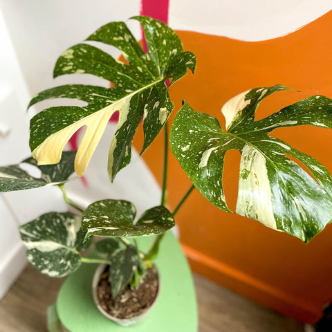 Monstera deliciosa 'Thai Constellation' - British Grown - Sprouts of Bristol