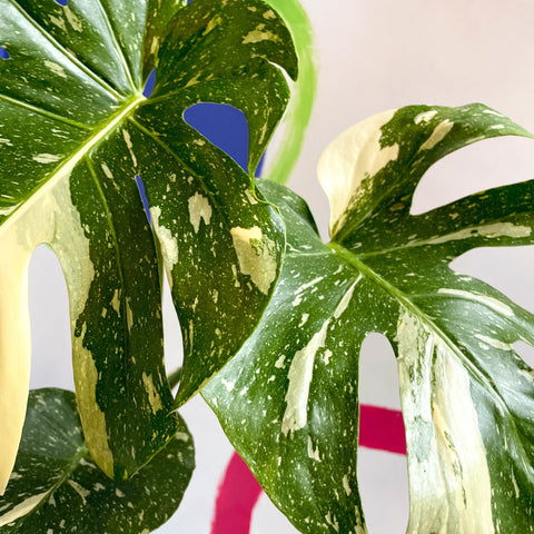 Monstera deliciosa 'Thai Constellation' - British Grown - Sprouts of Bristol