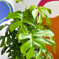 Monstera Minima - Rhaphidophora tetrasperma - Sprouts of Bristol