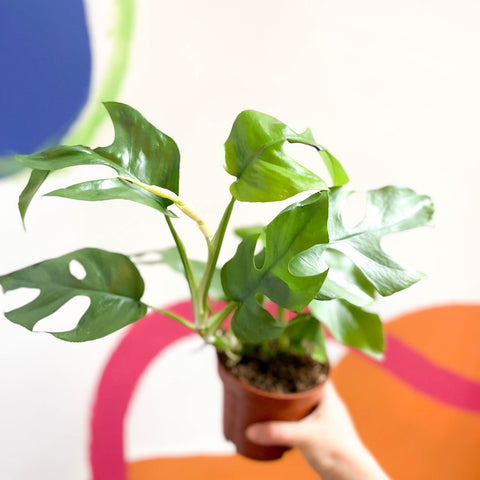 Monstera Minima - Rhaphidophora tetrasperma - Sprouts of Bristol