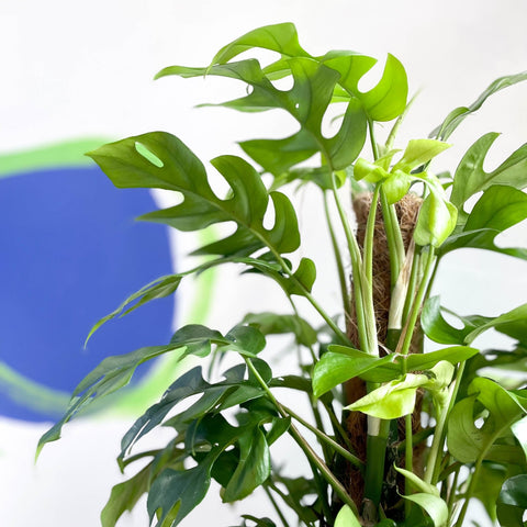 Monstera Minima - Rhaphidophora tetrasperma - Sprouts of Bristol