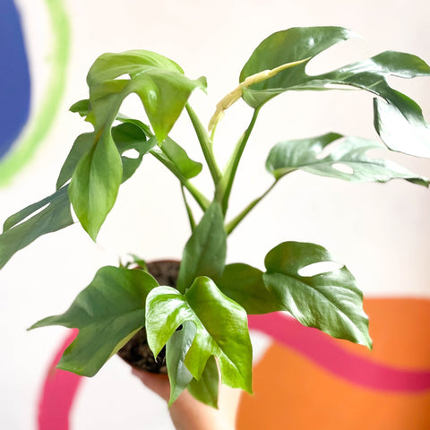 Monstera Minima - Rhaphidophora tetrasperma - Sprouts of Bristol