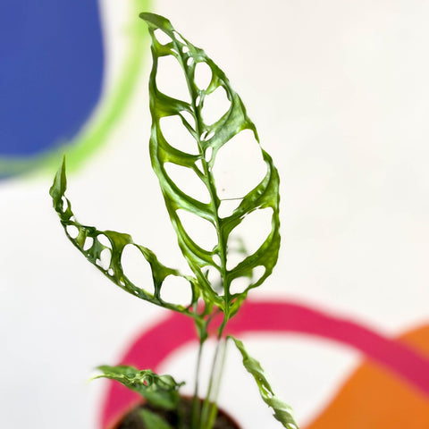 Monstera obliqua 'Peru' - Sprouts of Bristol