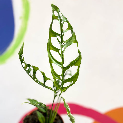 Monstera obliqua 'Peru' - Sprouts of Bristol