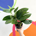 Monstera Peru - Epipremnum pinnatum 'Marble Planet' - Sprouts of Bristol