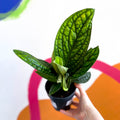 Monstera Peru - Epipremnum pinnatum 'Marble Planet' - Sprouts of Bristol