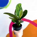 Monstera Peru - Epipremnum pinnatum 'Marble Planet' - Sprouts of Bristol